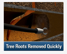 Tree Root Intrusions Harbord